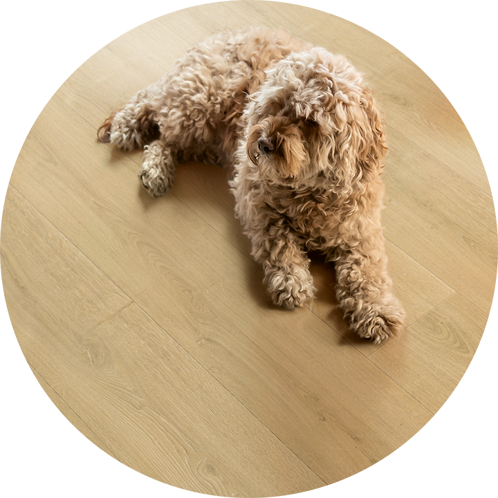 Quick-Step laminate floors for dogs